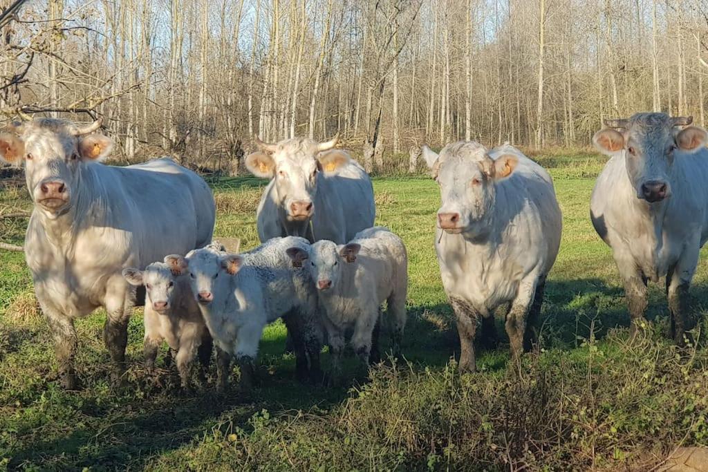Le Logis Du Heron Coulon Dış mekan fotoğraf
